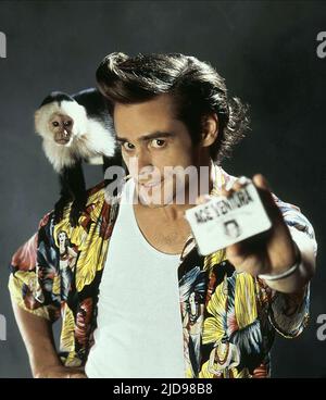 CARREY, MONKEY, ACE VENTURA : DÉTECTIVE D'ANIMAUX, 1994, Banque D'Images
