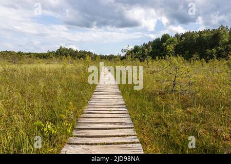 Sentier en bois menant le long du marais entouré de forêt. Terres marécageuses et marécages, marais, tourbière Banque D'Images