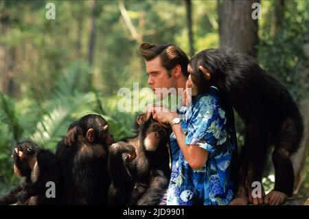 CARREY,CHIMPS, ACE VENTURA: QUAND LA NATURE APPELLE, 1995, Banque D'Images