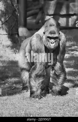 Gorilla, dos argenté. Le grand singe herbivore est impressionnant et fort. Espèces en voie de disparition. Photo d'animal dans la nature Banque D'Images