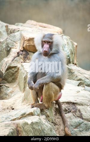 Babouin sur le rocher. Singes décontractés qui vivent dans l'association familiale. Grands singes. Photo d'animal de mammifère africain Banque D'Images