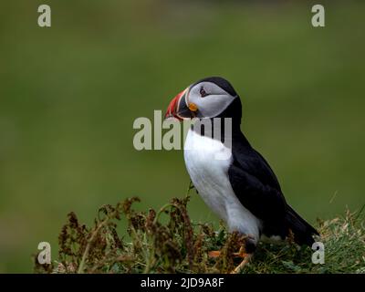 Macareux de l'Atlantique (Fratercula arctica) sur les îles Treshnish au large de la côte ouest de l'île de Mull, Écosse, Royaume-Uni. Souvent appelé « clowns of the Sea » Banque D'Images