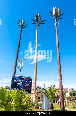 Panneaux solaires sur les constructions en plastique des palmiers à Casablanca, Maroc Banque D'Images