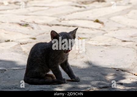 Un gros plan d'un chaton errant sur l'île de Chypre Banque D'Images