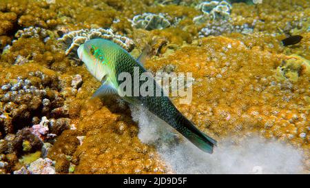 La moitié et la moitié des crapets de wrasse ou Hemigymnus melapterus nageant parmi les coraux de récif. Photo sous-marine de poissons tropicaux colorés de plongée sous-marine Banque D'Images