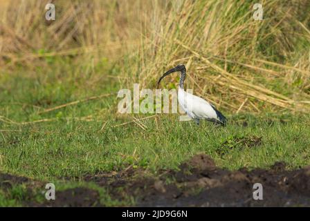 Ibis sacré (Threskiornis africains aethiopicus) Banque D'Images