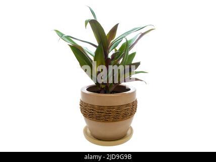 Image de la plante maison Rhoeo décolorée dans pot isolé sur fond blanc Banque D'Images