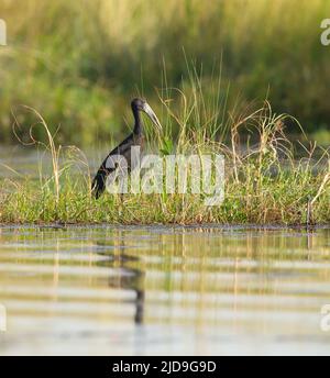 Openbill africain (Anastomus lamelligerus) Banque D'Images