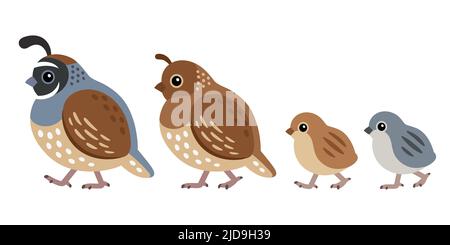 Famille de cailles de Californie, homme et femme avec poussins. Dessin mignon de dessin animé, illustration de clip art vectoriel isolée. Illustration de Vecteur