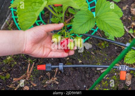 Vue rapprochée de la main d'un enfant tenant une branche de fraises rouges et non mûres. Suède. Banque D'Images