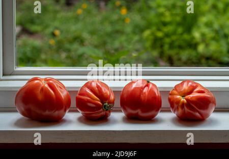 Tomates en fleur mûrissant sur le rebord de la fenêtre. Banque D'Images