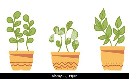 Ensemble de plantes et fleurs Vector simples en pots. Illustration vectorielle plate Illustration de Vecteur