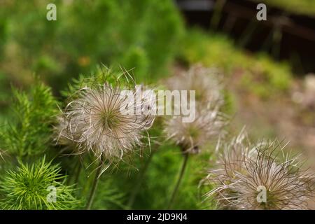 Boule de Pasqueflower, pulsatilla pratensis, fleur de pasque, têtes de fructification, têtes de graines Banque D'Images