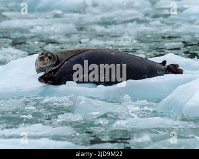 Femelle enceinte de phoque commun, Phoca vitulina, sur la glace dans la région sauvage de Tracy Arm, sud-est de l'Alaska, États-Unis Banque D'Images