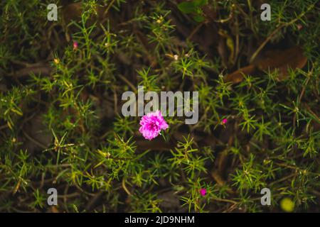 Portulaca grandiflora fleurir dans la forêt de belles allées Banque D'Images