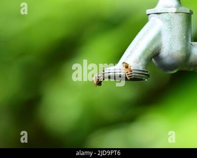 Berlin, Allemagne. 01st juin 2022. 01.06.2022, Berlin. Les abeilles essaient de prendre l'eau du fil d'un robinet par temps chaud pendant une sécheresse. Les abeilles ont besoin d'eau pour boire, pour leur progéniture et pour refroidir la ruche les jours chauds. Crédit: Wolfram Steinberg/dpa crédit: Wolfram Steinberg/dpa/Alay Live News Banque D'Images