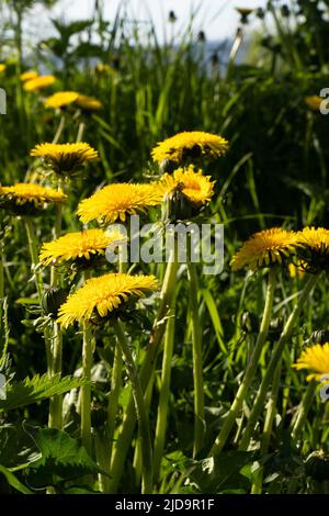 Gros plan sélectif des pissenlits jaunes sur la prairie printanière. Fleurs jaunes dans l'herbe verte sur le champ. Banque D'Images