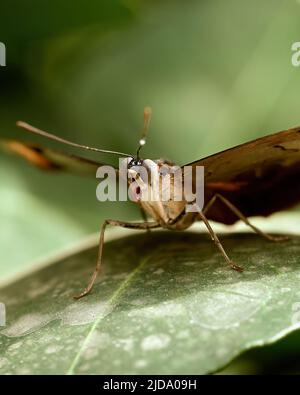 Papillon comestible dans son propre environnement. Photo de haute qualité Banque D'Images