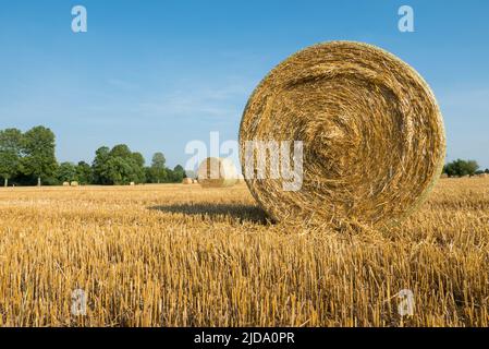 Un champ de maïs avec quelques balles de foin photographiées dans le nord de l'Italie à la fin du printemps Banque D'Images