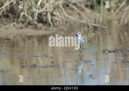 Le pluvier immature de Kittlitz, Charadrius pecuarius. Parc national des oiseaux du Djoudj. Saint-Louis. Sénégal. Banque D'Images