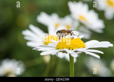 Conique (Eristalis pertinax) Banque D'Images