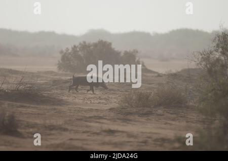 Nolan Warthog Phacochoerus africanus africanus tratting dans un paysage désertique. Parc national des oiseaux du Djoudj. Saint-Louis. Sénégal. Banque D'Images