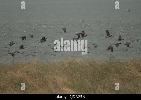 Canards sifflants à face blanche Dendrocygna viduata en vol. Parc national des oiseaux du Djoudj. Saint-Louis. Sénégal. Banque D'Images