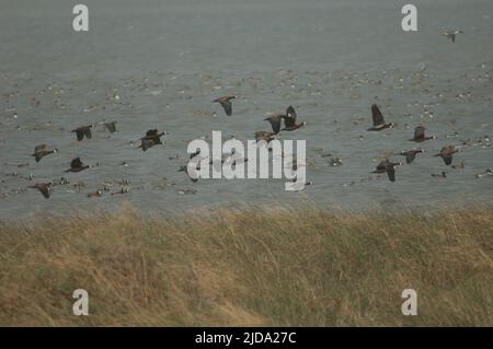 Canards sifflants à face blanche Dendrocygna viduata en vol. Parc national des oiseaux du Djoudj. Saint-Louis. Sénégal. Banque D'Images