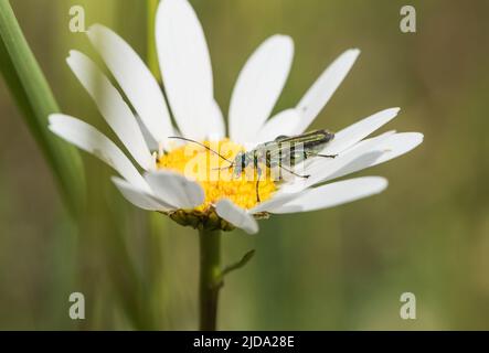 Perle de fleur à pattes épaisses mâle (Oedemera nobilis) Banque D'Images