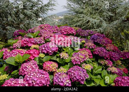 Hortensia macrophylla violette fleurs sur le jardin flou d'arrière-plan. Hortensia plante à fleurs. Banque D'Images