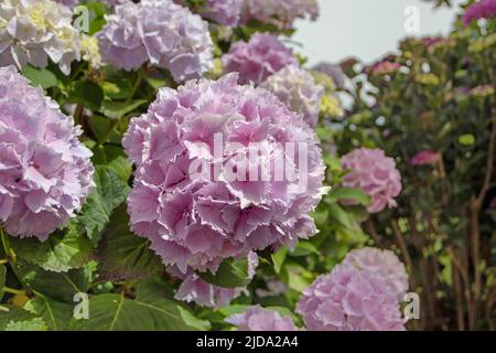 Des fleurs d'hortensia macrophylla roses sur fond flou. Hortensia plante à fleurs. Banque D'Images