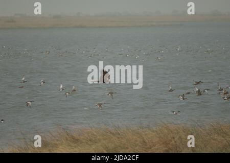 La spatule Garganey querquedula, les pintades du nord Anas acuta et le harrier du marais occidental Circus aeruginosus au premier plan. Oiseaux du Djoudj. Sénégal. Banque D'Images