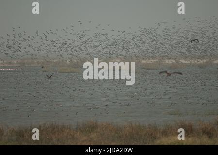 Troupeau de canards dans un lagon. Parc national des oiseaux du Djoudj. Saint-Louis. Sénégal. Banque D'Images