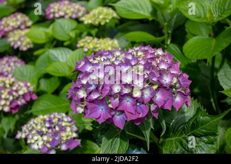 Fleur d'hortensia violet foncé en fleur gros plan bouquet Photo Stock -  Alamy