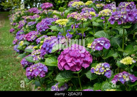 Les arbustes à fleurs de l'hortensia violet encadrent le chemin de la pelouse dans le jardin. Plantes à fleurs Hydrangea macrophylla à Luarca,Asturias,Espagne. Banque D'Images