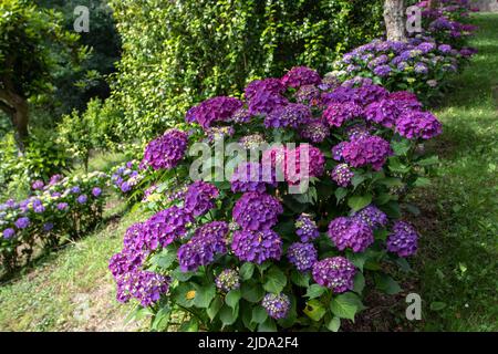 Les arbustes à fleurs de l'hortensia violet se hissent dans le jardin. Plantes à fleurs d'hortensia à feuilles géantes à Luarca, Asturies, Espagne. Banque D'Images