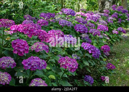 Les arbustes à fleurs hortensia pourpre foncé se hissent dans le jardin ombragé. Plantes à fleurs Hydrangea macrophylla à Luarca,Asturias,Espagne. Banque D'Images