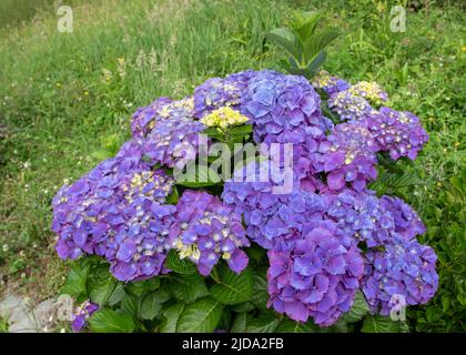 Arbuste violet d'hortensia macrophylla dans le jardin. Tête de mobylette hortensia fleurs. Banque D'Images