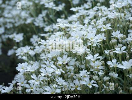 Cerastium tomentosum ou neige en été est une plante herbacée à fleurs et un membre de la famille des Caryophyllacées. Banque D'Images