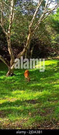 Une photo d'un cerf de Virginie dans la forêt, la faune, a été prise aux Açores à l'été 2022 Banque D'Images