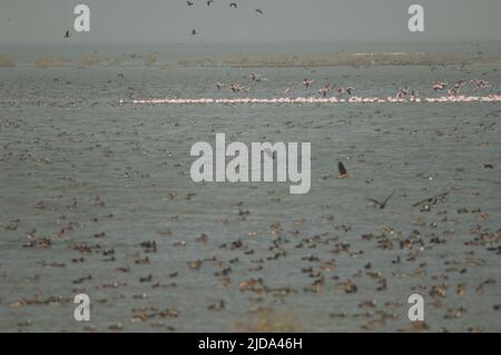 Grand flamants Phoenicopterus roseus et canards dans un lagon. Parc national des oiseaux du Djoudj. Saint-Louis. Sénégal. Banque D'Images