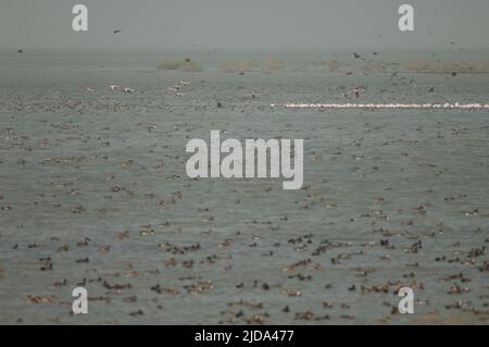 Grand flamants Phoenicopterus roseus et canards dans un lagon. Parc national des oiseaux du Djoudj. Saint-Louis. Sénégal. Banque D'Images