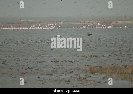 Grand flamants Phoenicopterus roseus et canards dans un lagon. Parc national des oiseaux du Djoudj. Saint-Louis. Sénégal. Banque D'Images