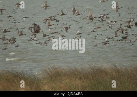 Le marais de l'Ouest serrira et floqué de queues de broche et de garganey du Nord. Parc national des oiseaux du Djoudj. Saint-Louis. Sénégal. Banque D'Images