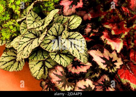 Belle et colorée plantes de Begonia dans le jardin Banque D'Images