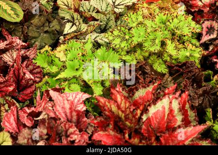 Belle et colorée plantes de Begonia dans le jardin Banque D'Images