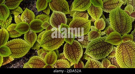 Feuilles vertes de la plante Pilea involucrata ou de la plante de l'amitié (P. mollis) Banque D'Images