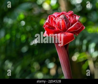 Gros plan d'un gingembre rouge flambeau exotique Banque D'Images