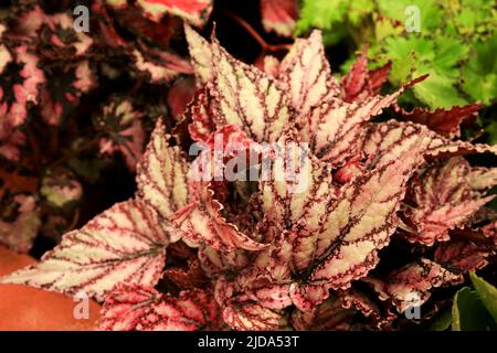 Belle et colorée usine Begonia Rex dans le jardin Banque D'Images