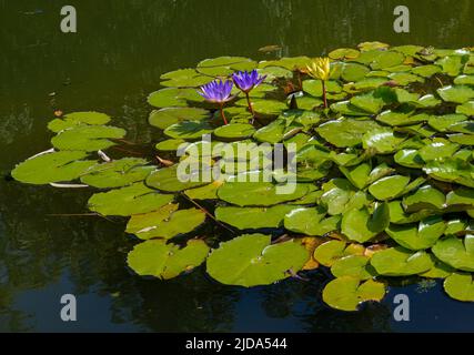 Victoria cruziana ou Santa Cruz, nénuphars géants, originaire d'Amérique du Sud (famille des Nymphaeaceae) Banque D'Images